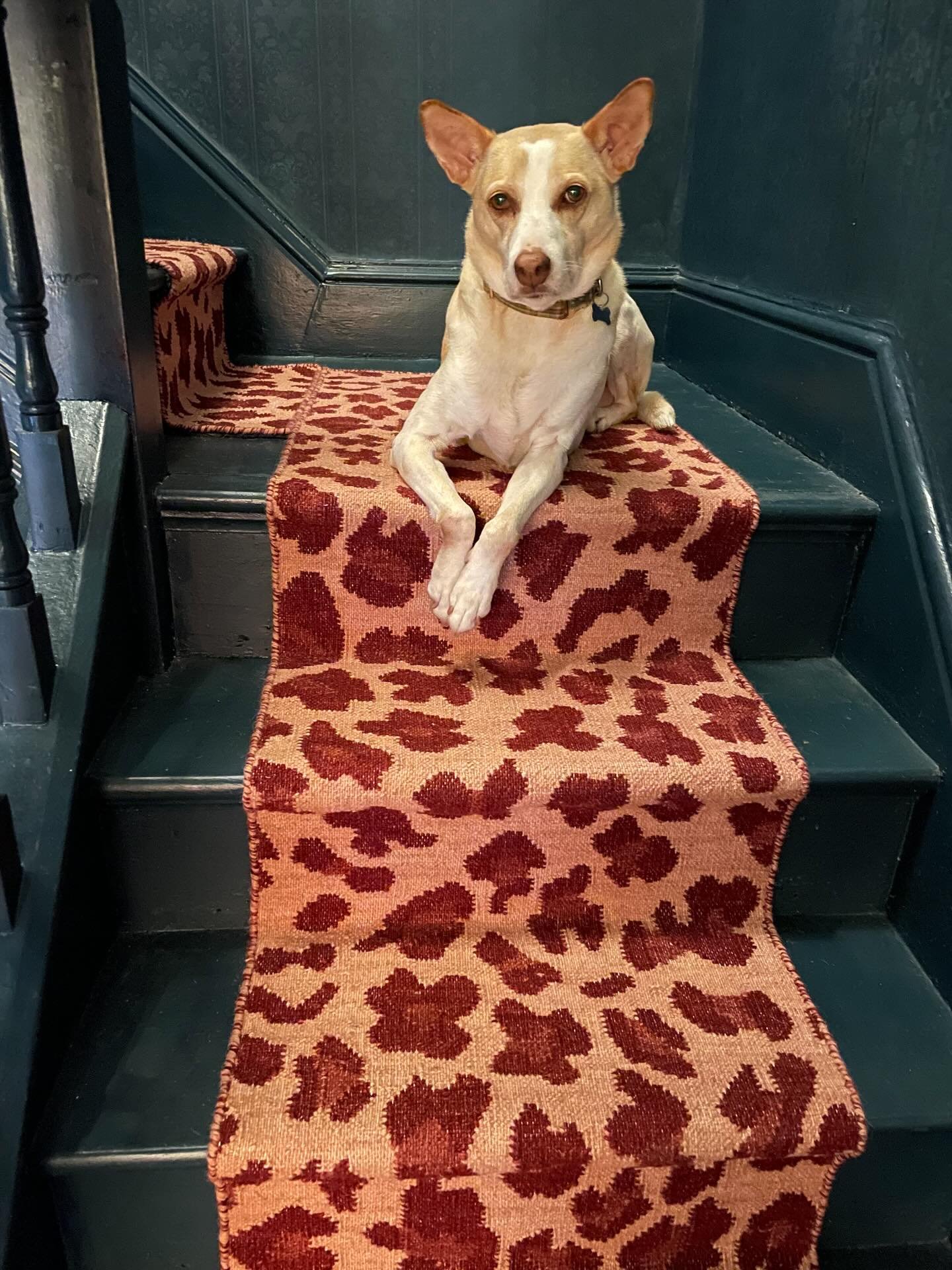 Year of the horse?
Not on these stairs 🐾🐶

A bespoke stair runner, beautifully fitted and kindly shared with us by one of our lovely clients. Thank you @meg_pirie_writes 
 
#stairrunner #leopardrug
#adogslife🐾 #interiorinspo
#hallwayinspo