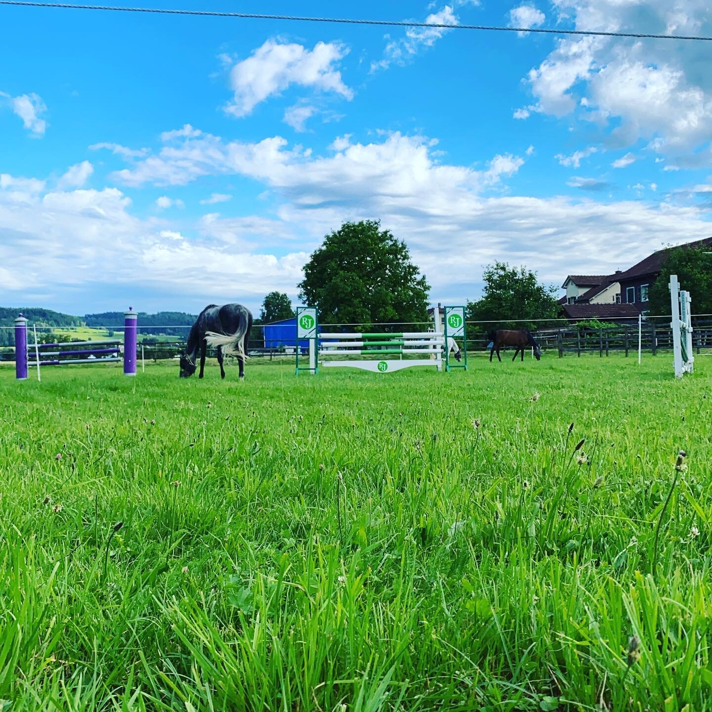 Unser Feriengast ist gut angekommen und geniesst das herrliche Wetter☀️🐴🌳