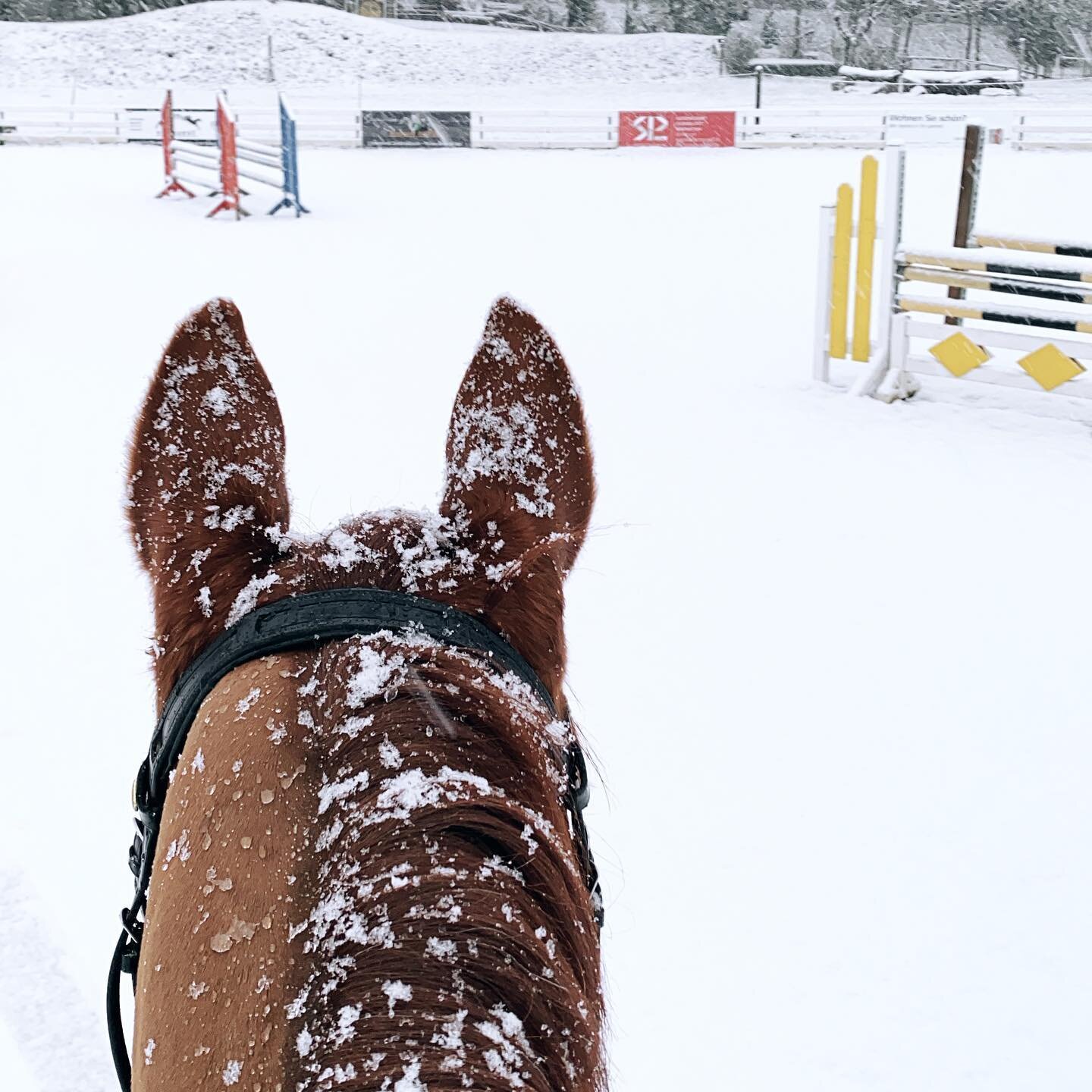 #winterwonderland #schweiz #horseriding #snowwhite