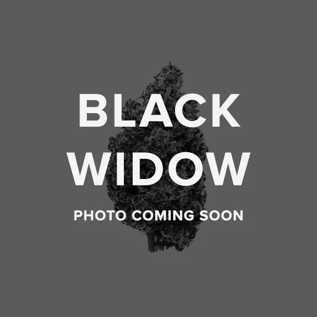 blackwidow.jpg