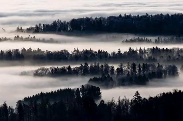 trees in clouds.jpg