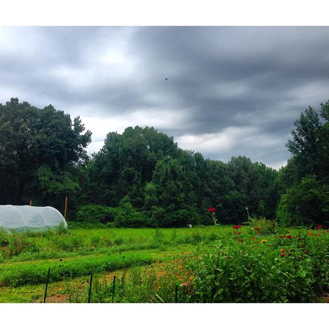 Thistle & Bee Garden and Apiaries