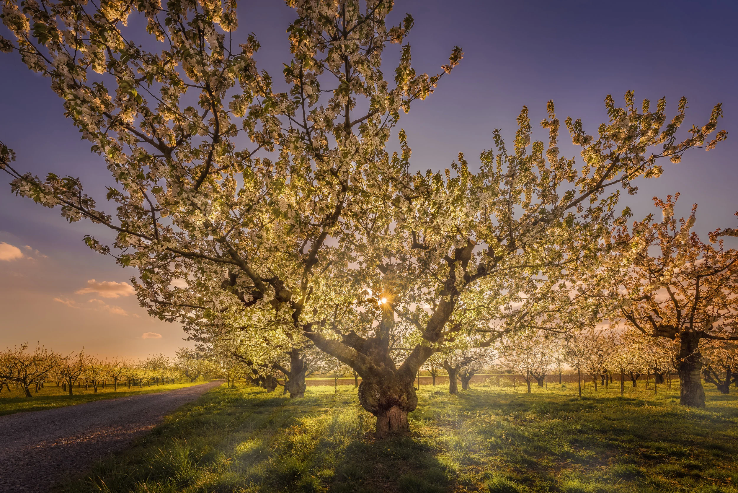 under the cherrytree.jpg
