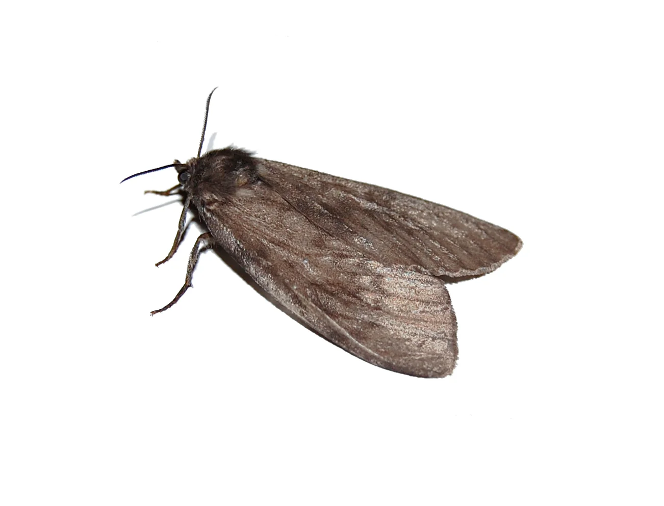 night-moth-1352686.jpg