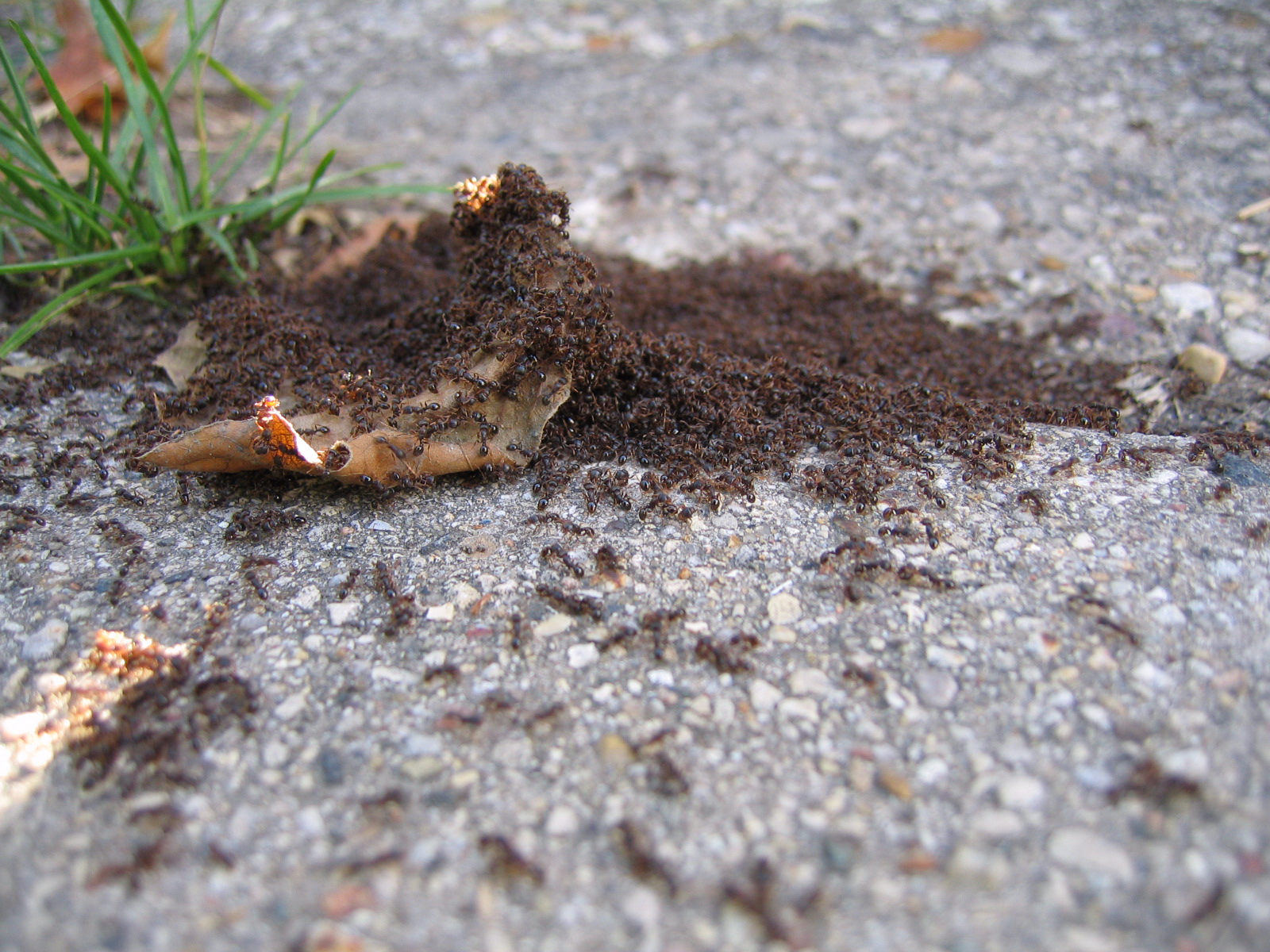 ants-invasion-1463097.jpg