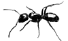 ant_small.png