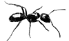 ant_small_2.png
