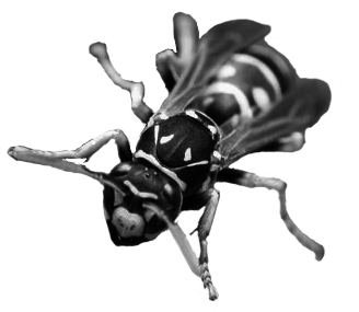 antpng.png