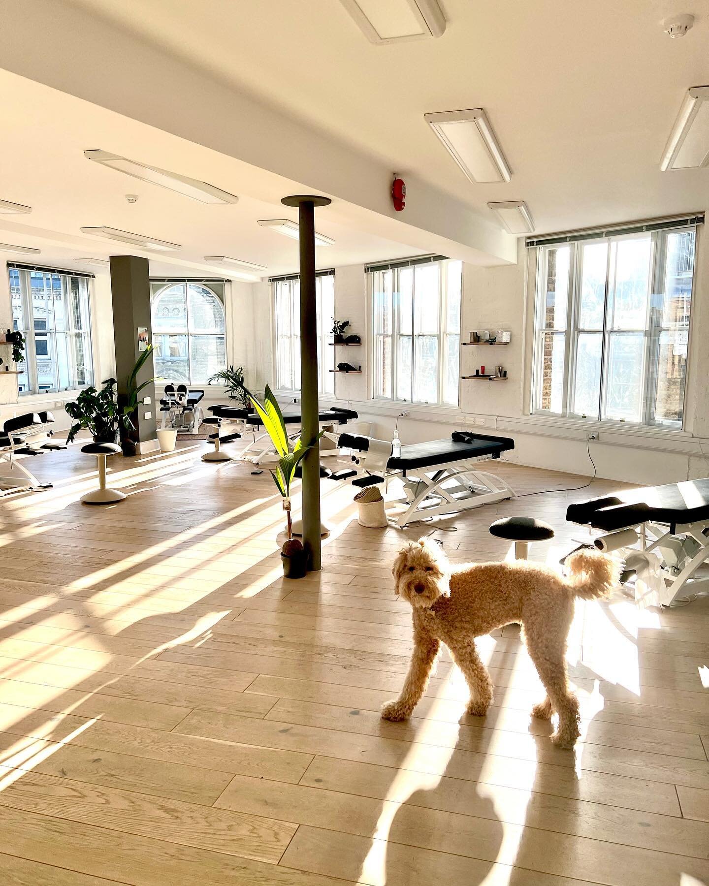 Its been 5 months since we moved to this new gorg open plan space in Shoreditch! 😍 We will never get over the sunlight shining through these windows!! ☀️ But there has been loads of other positive benefits we have noticed from our open plan healing 