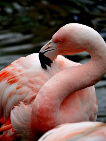 flamingo1.jpg