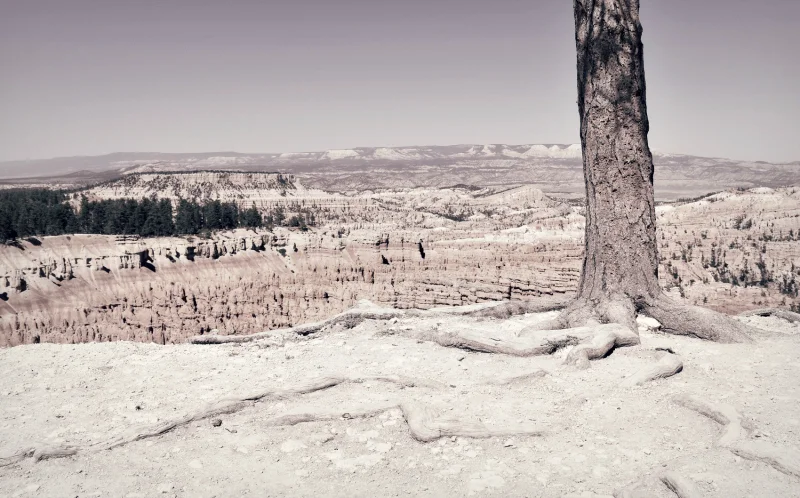 bryce treeroots-800.jpg