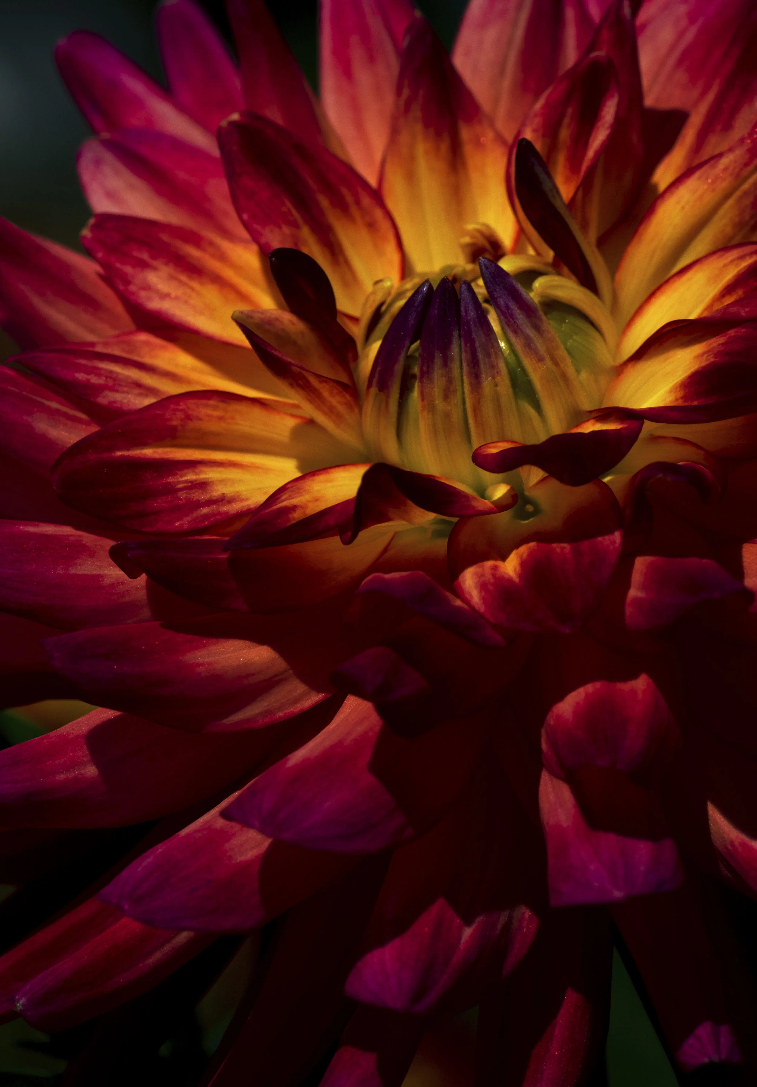 dahlia3.jpg