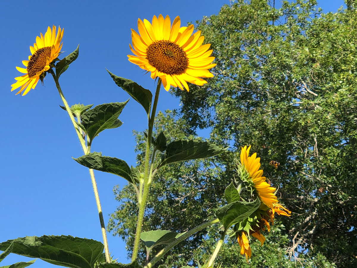 Garden Flowers-7858.jpg