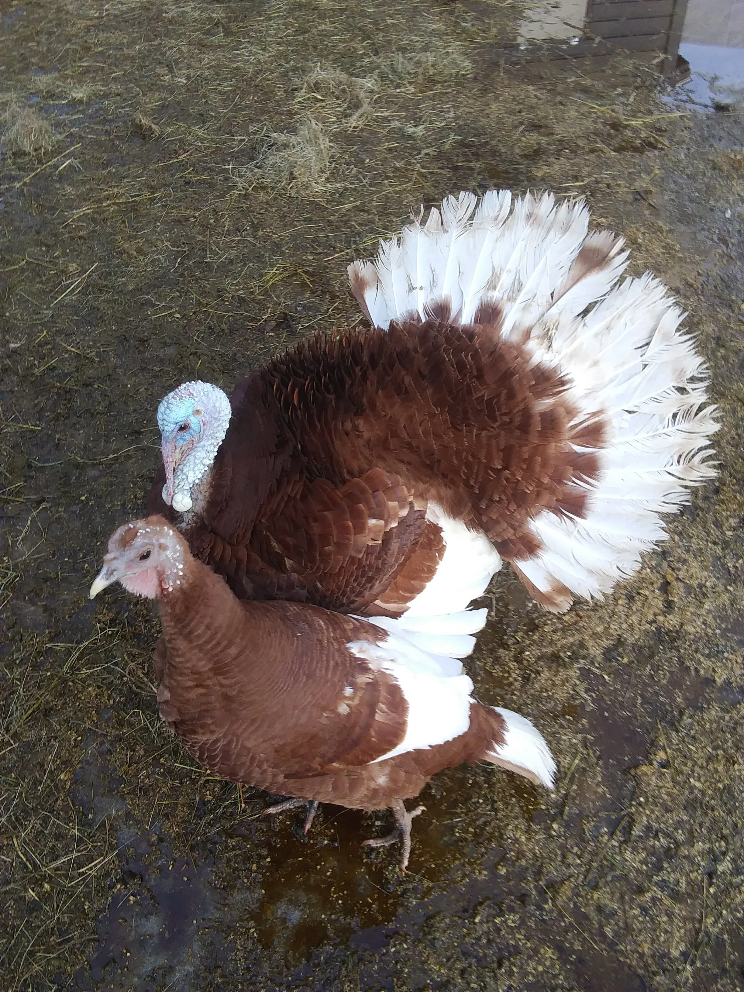 Another new pair to the farm! Fred's AMAZING gobbles are so beautiful and Wilma is always ready and willing to take a treat!