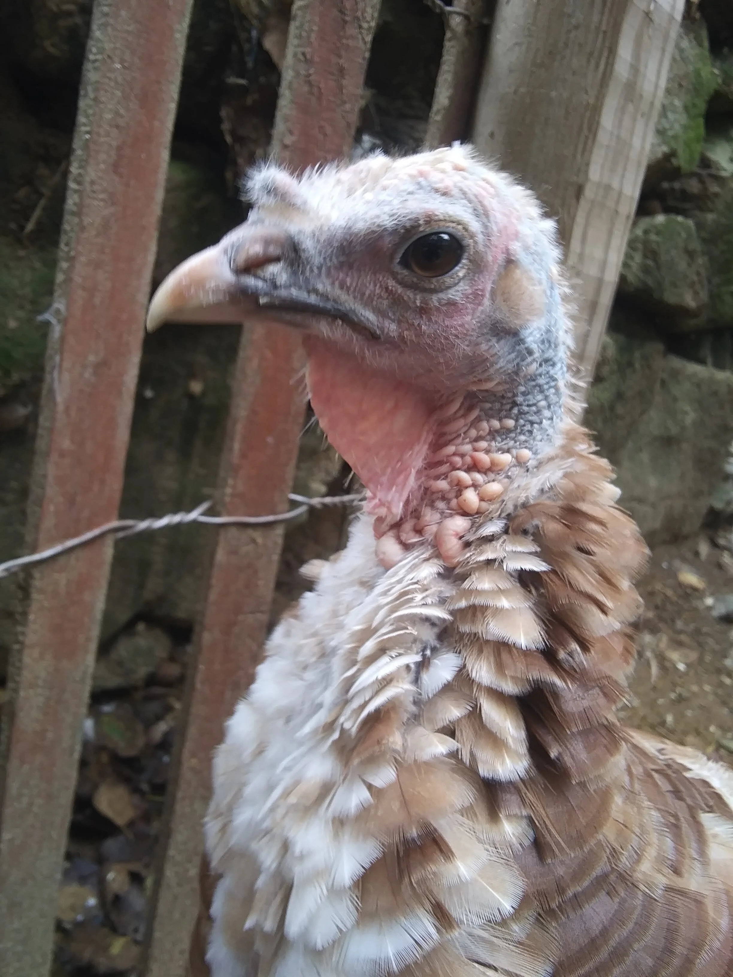 turkey sanctuary near me