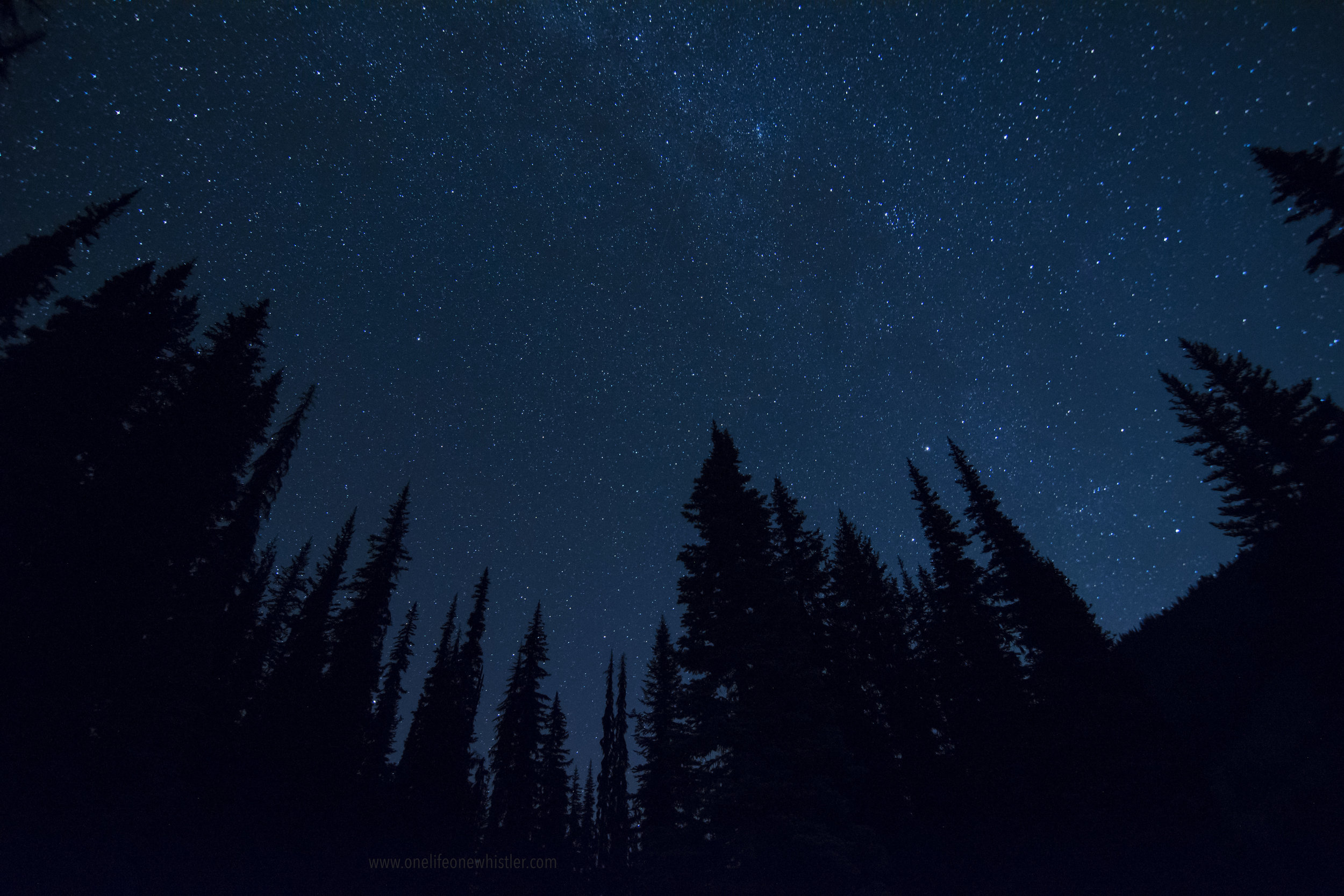 SC-Trees-Night-SKy-SGD1.jpg