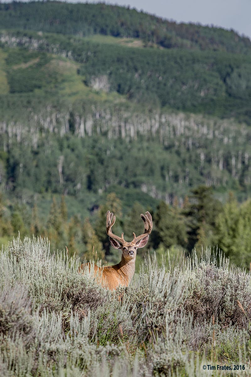 Big-Buck,-v2.jpg