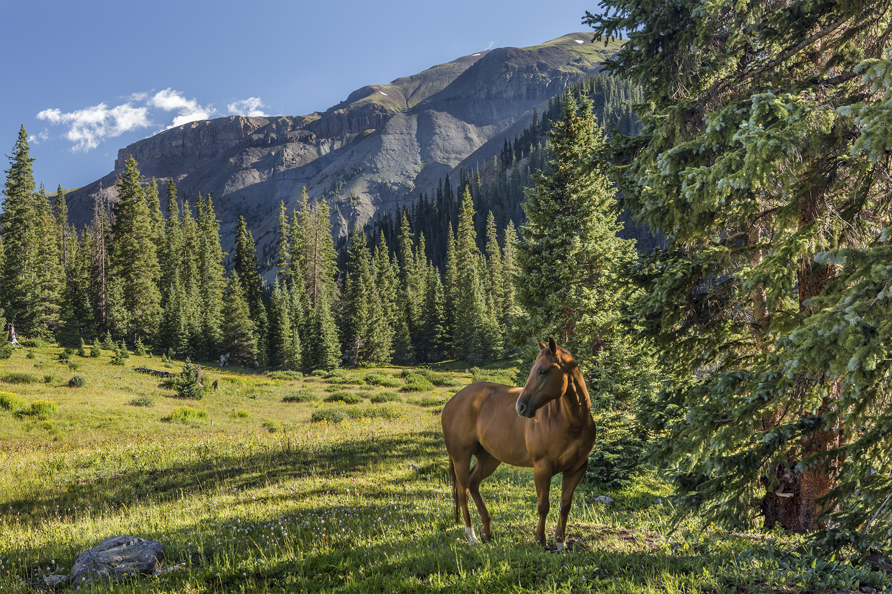 Horse Meadow w 2nd - History, website.jpg