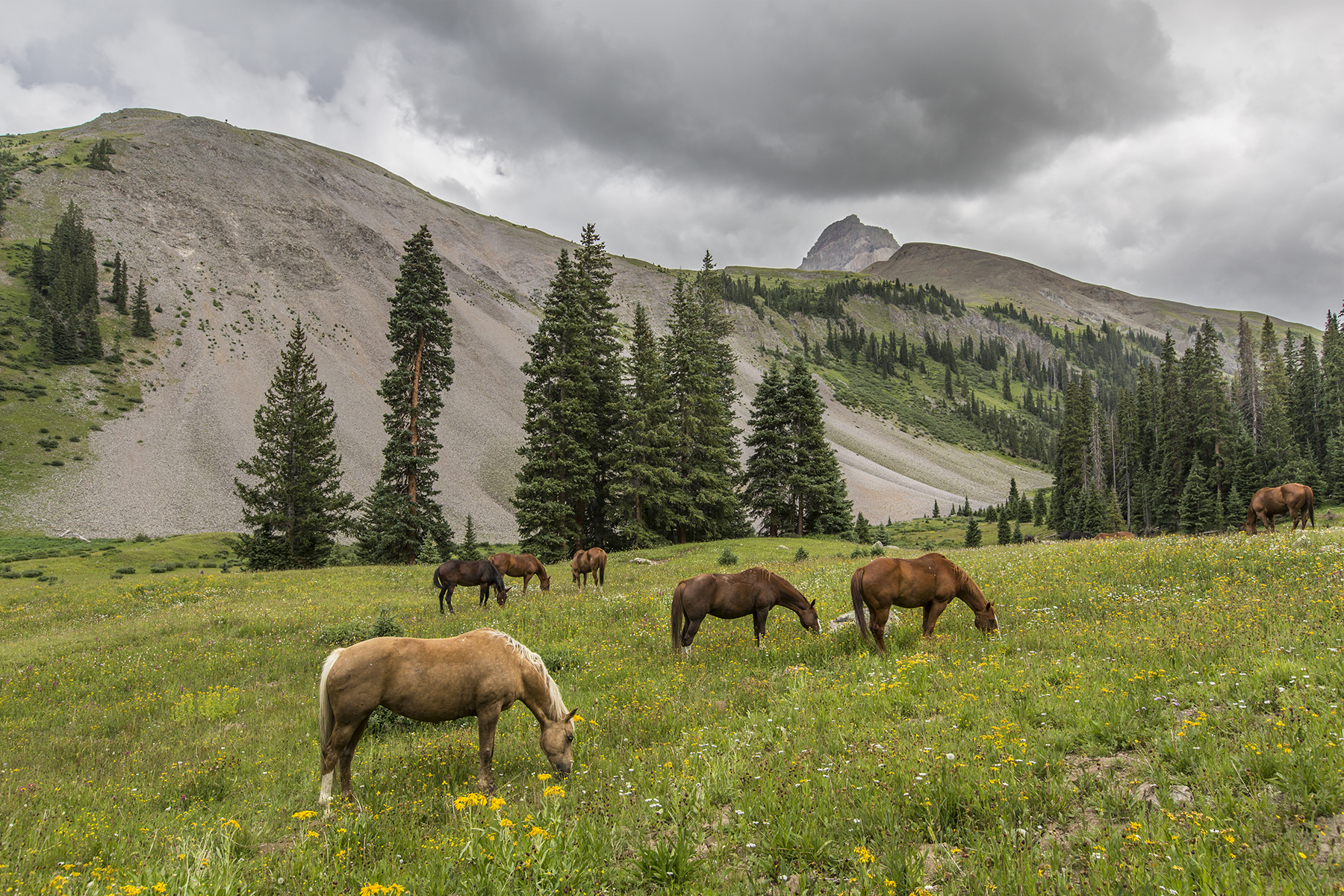 Horse meadow misty.jpg