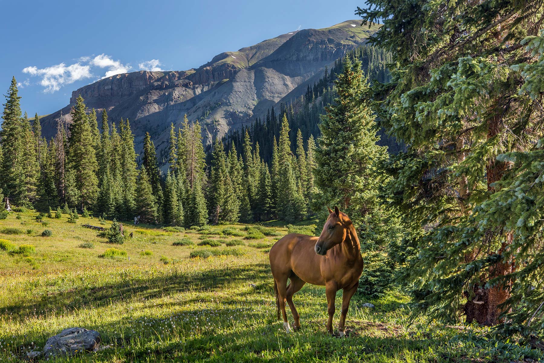 Horse-Meadow-w-2nd---History,-website.jpg