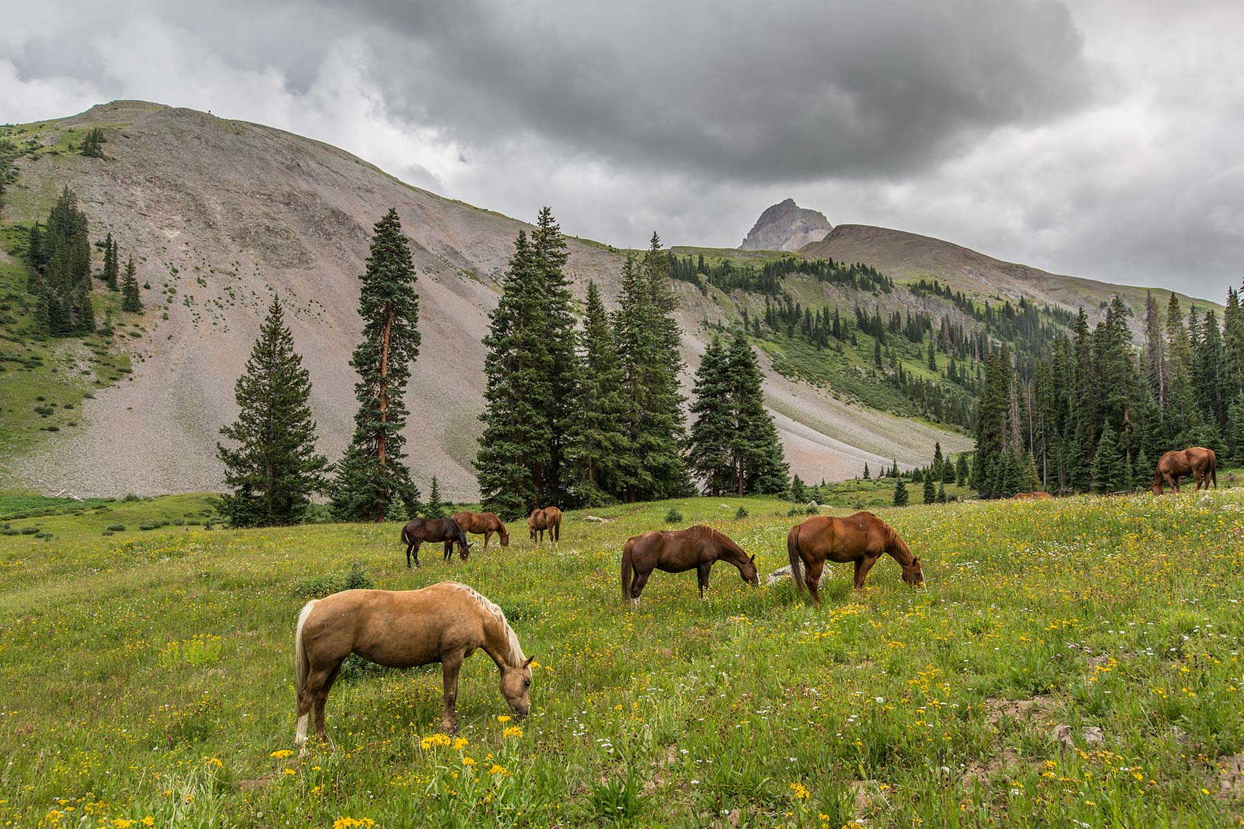 Horse-meadow-misty.jpg