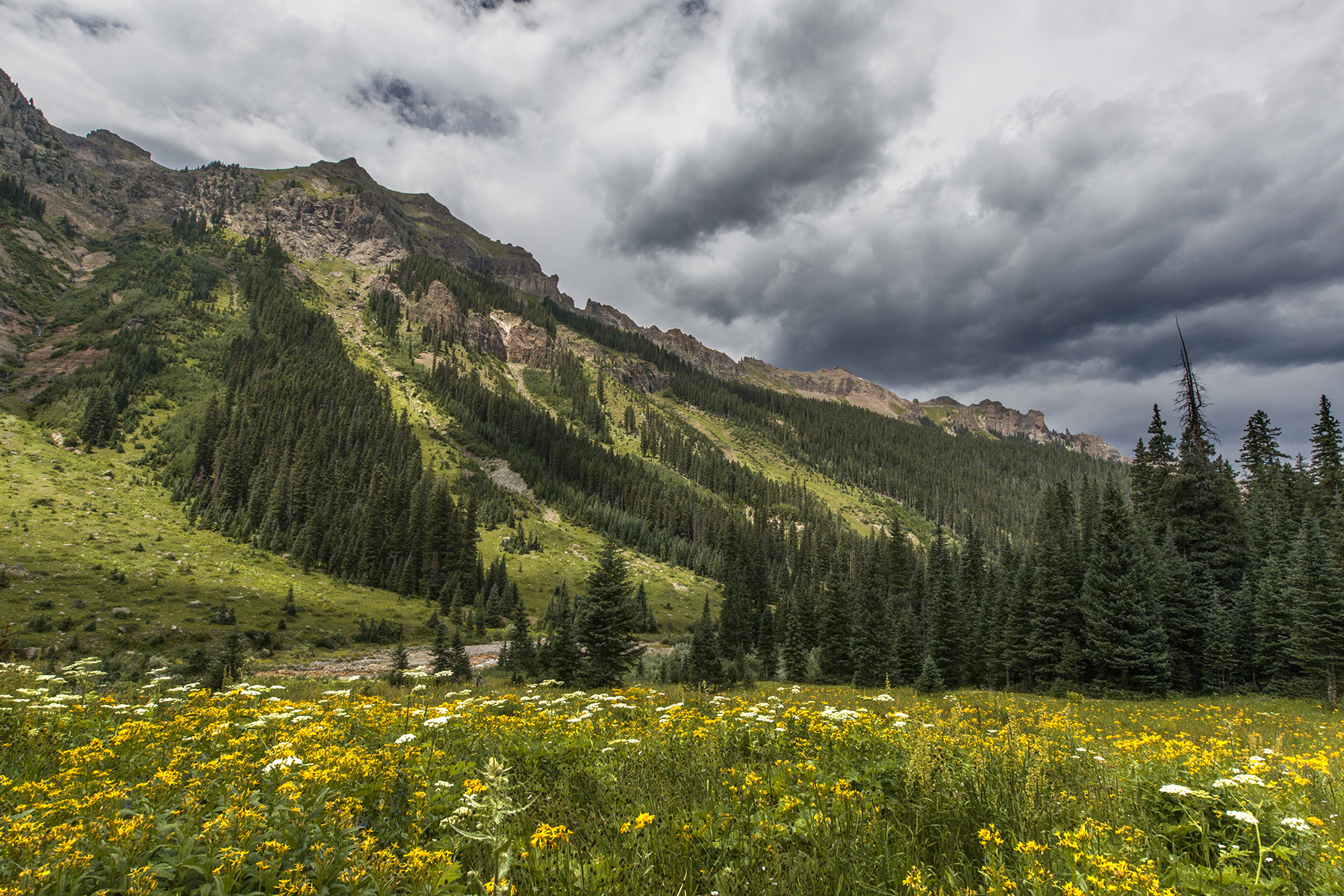 Lunch Meadow north.jpg