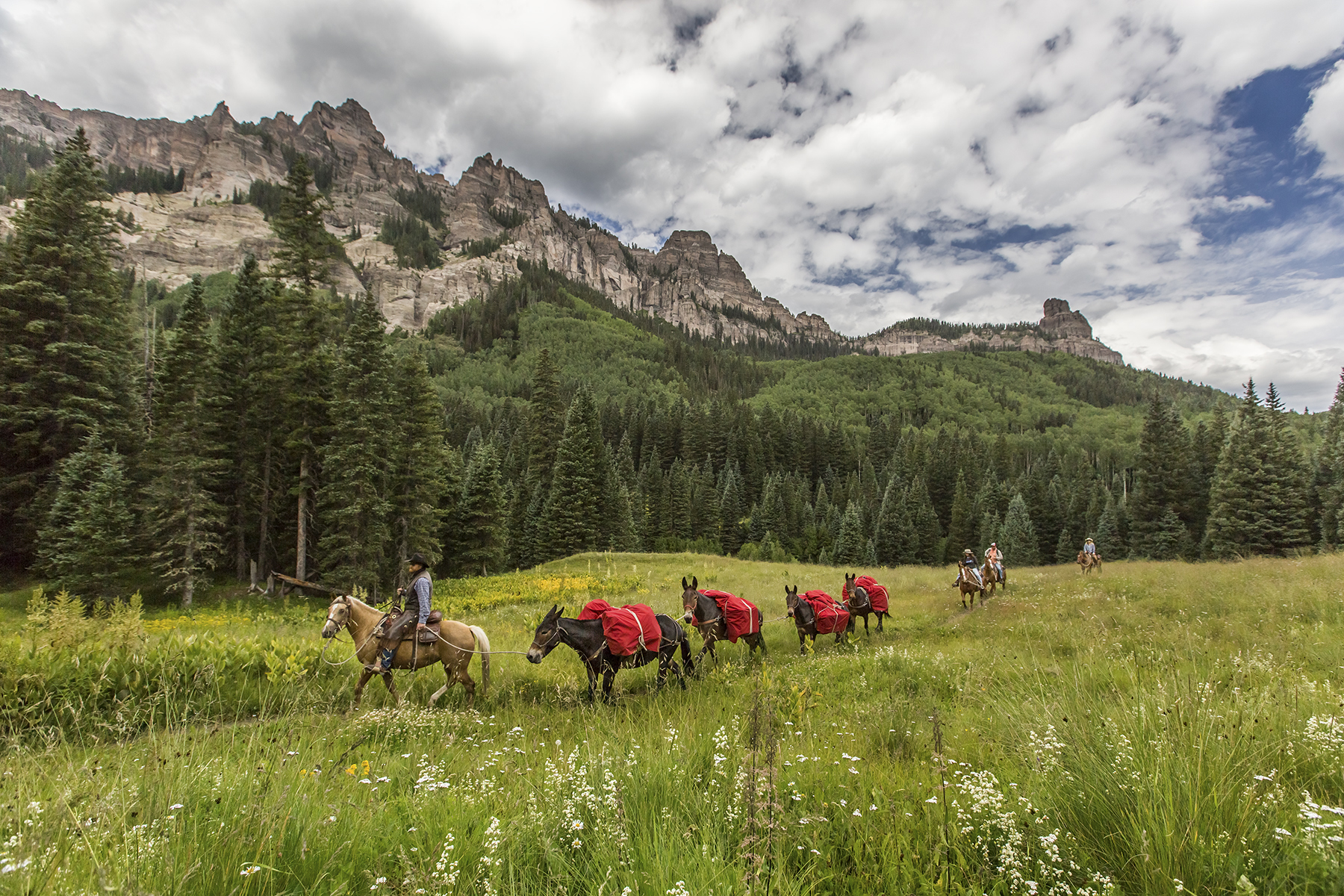 Mule Train, website.jpg