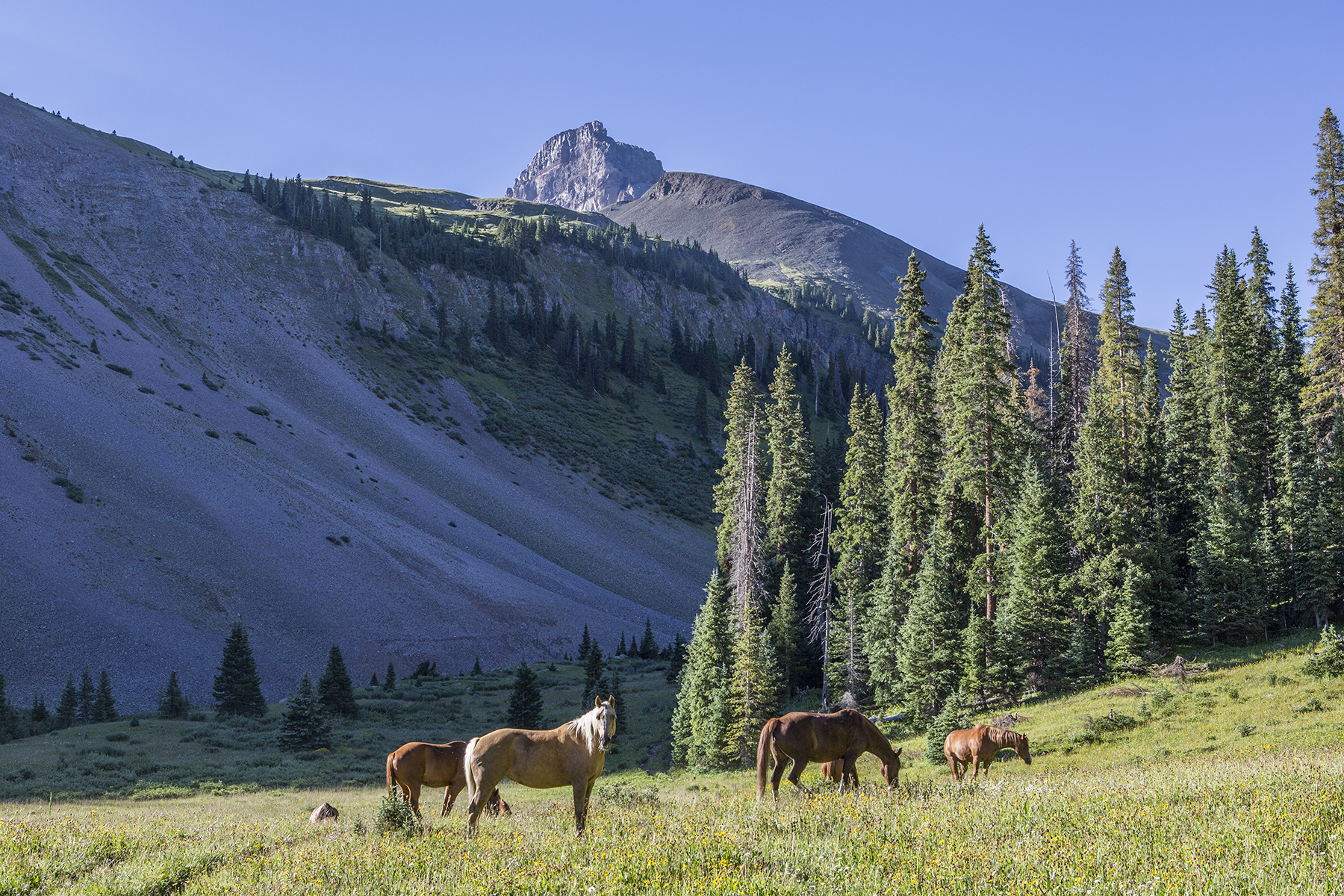 Morning Horse Meadow.jpg