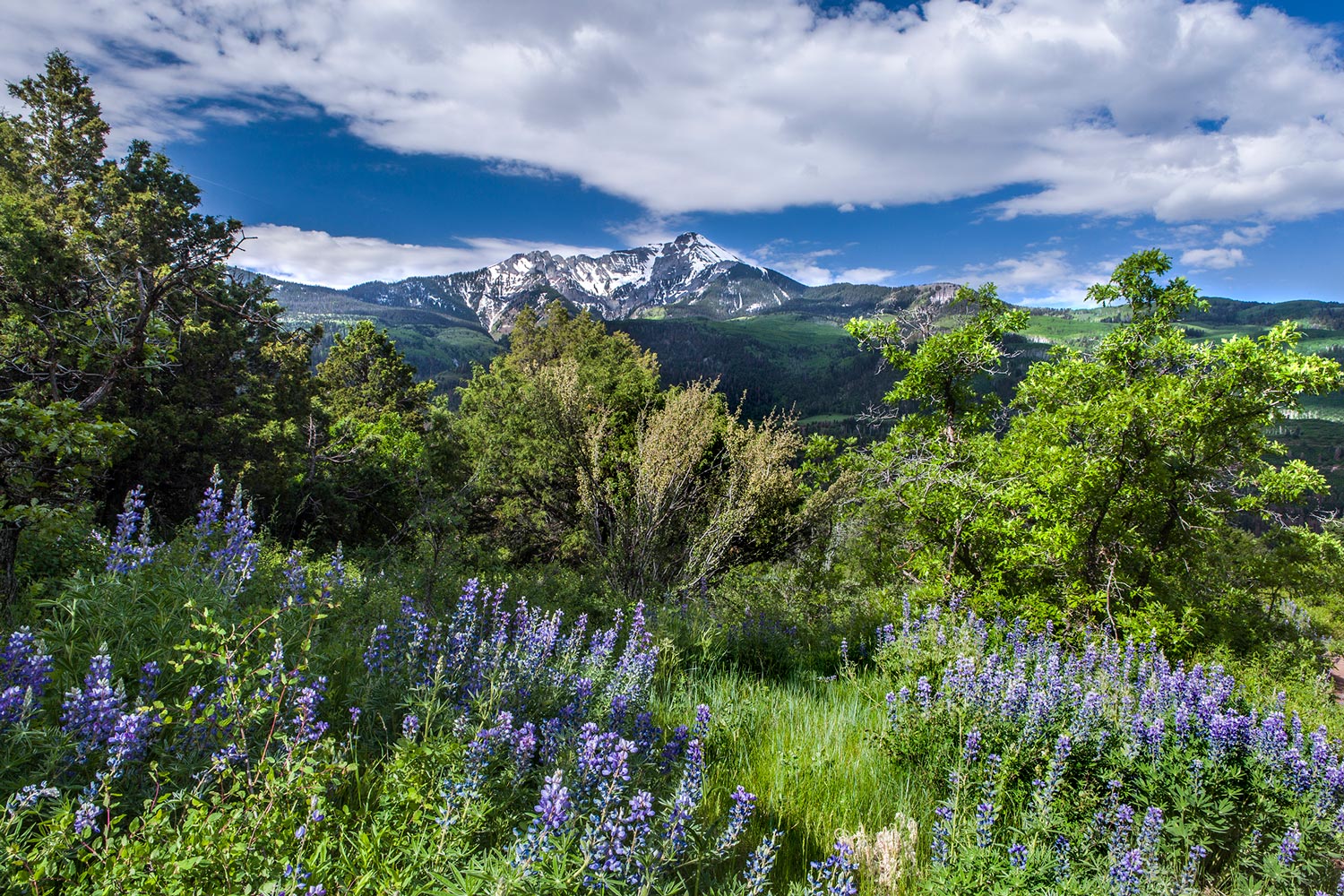 Whitehorse-Mtn-w-Lupine,-small.jpg