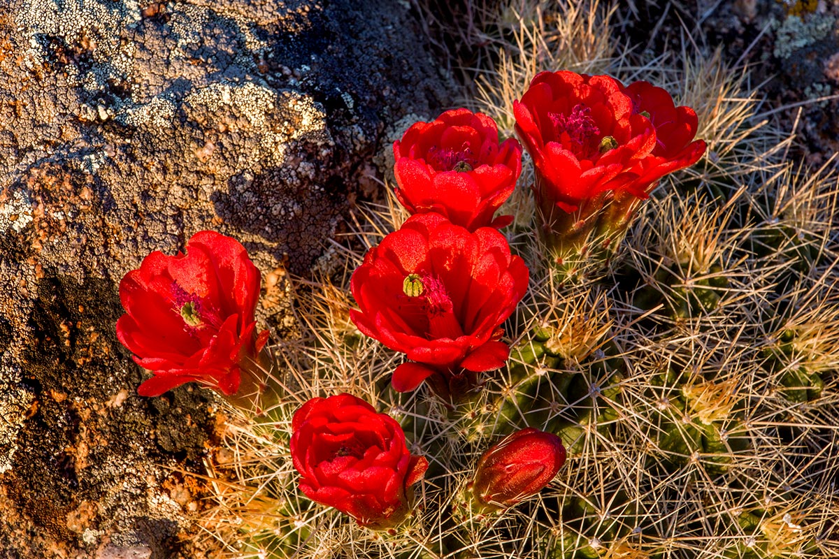 4109,-Cactus-Flower.jpg
