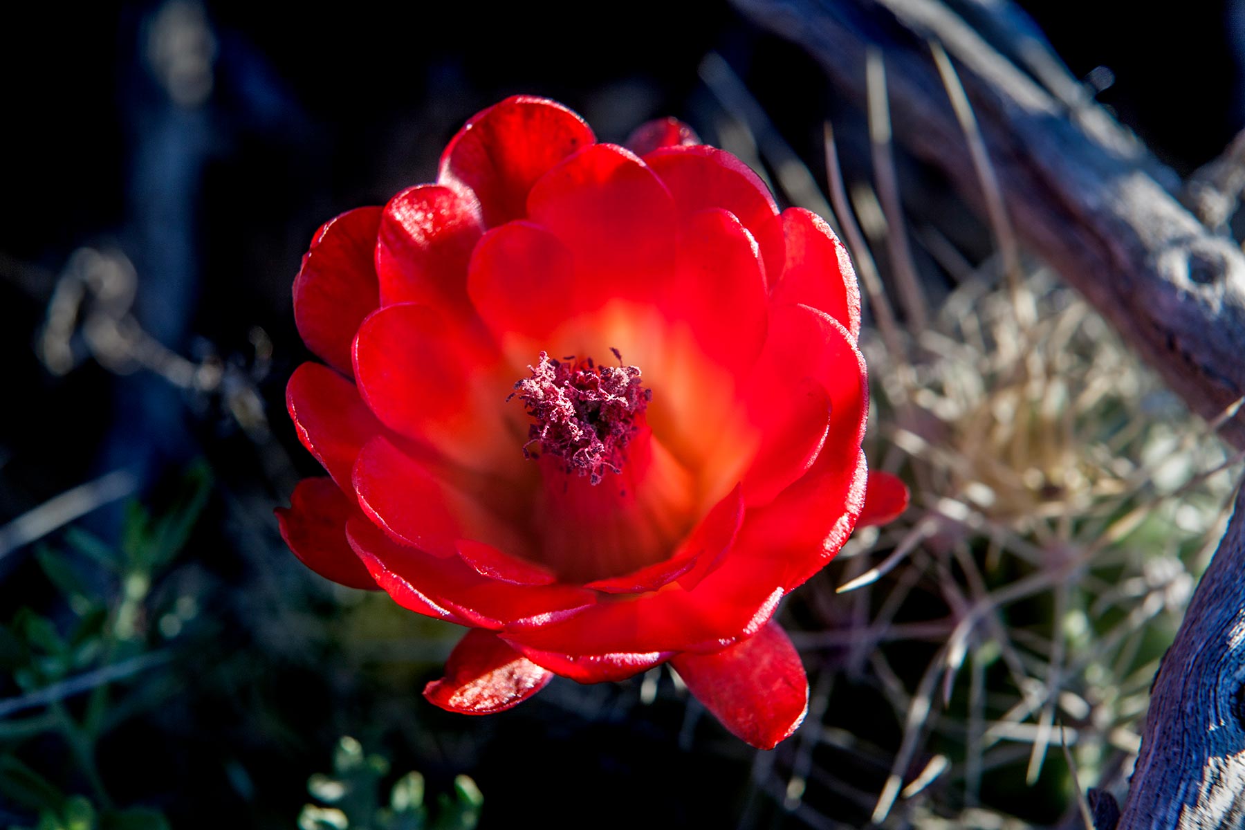 Cactus-flower-2.jpg