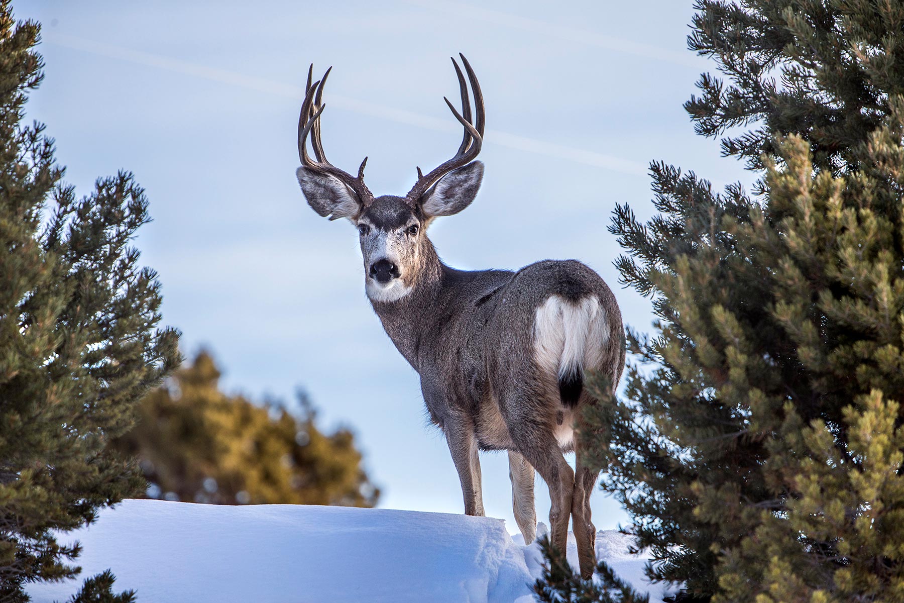 Deer.jpg