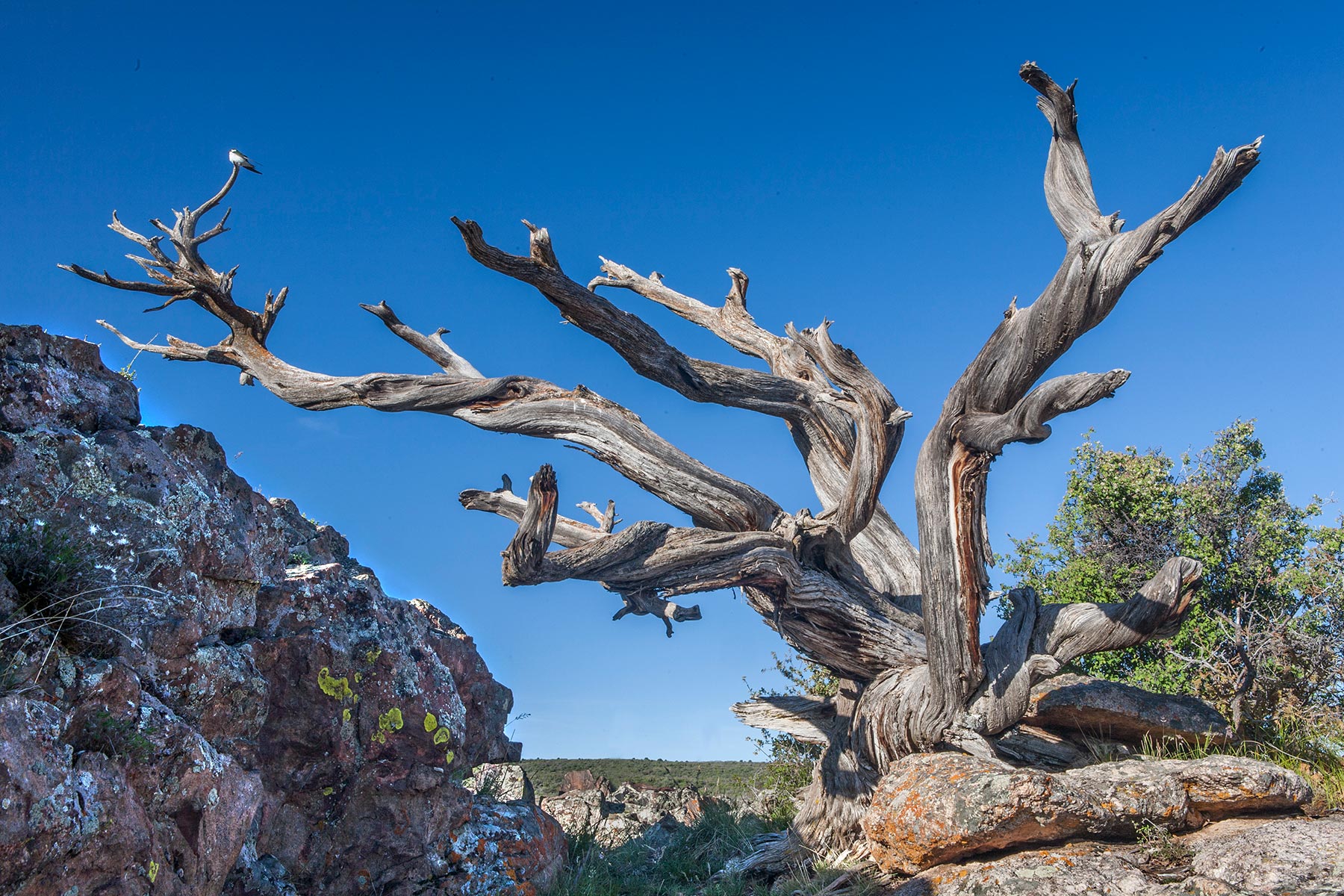 Rock-Point-Tree-w-bird.jpg