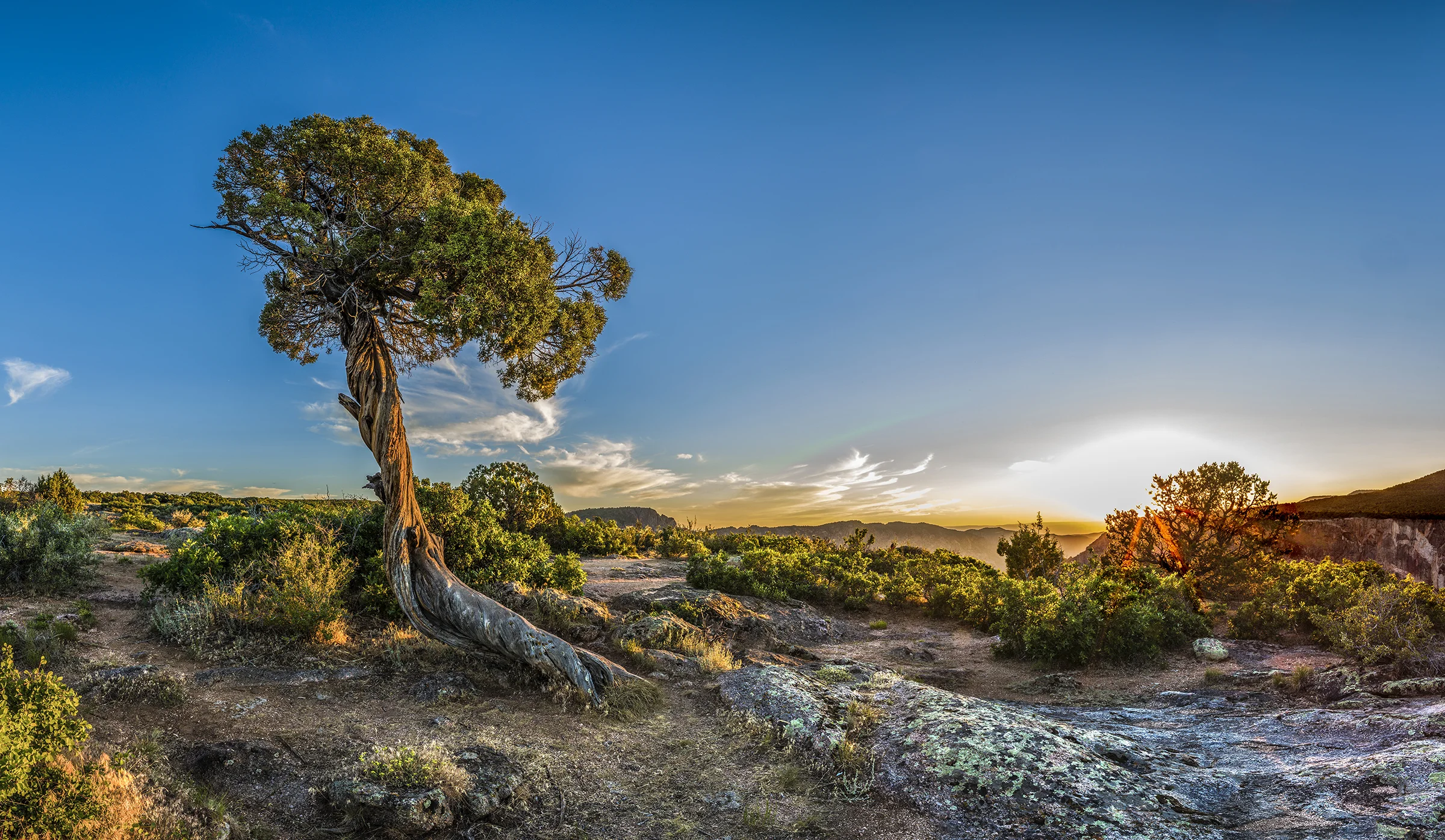Tree Pano