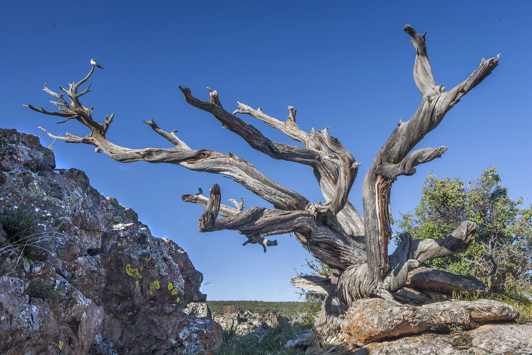 Rock Point Tree