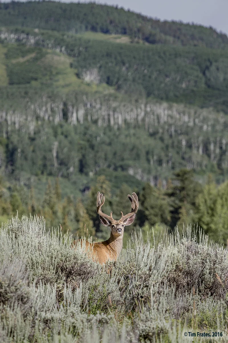 Big Buck 2