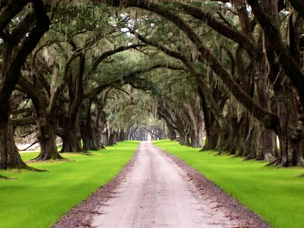 tomotley-plantation-avenue.jpg