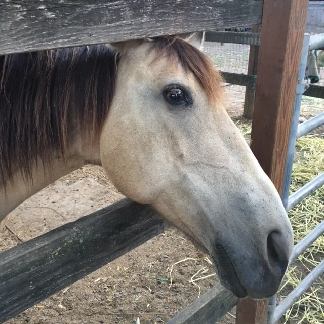 Havdalah with the Horses (10th Annual!)