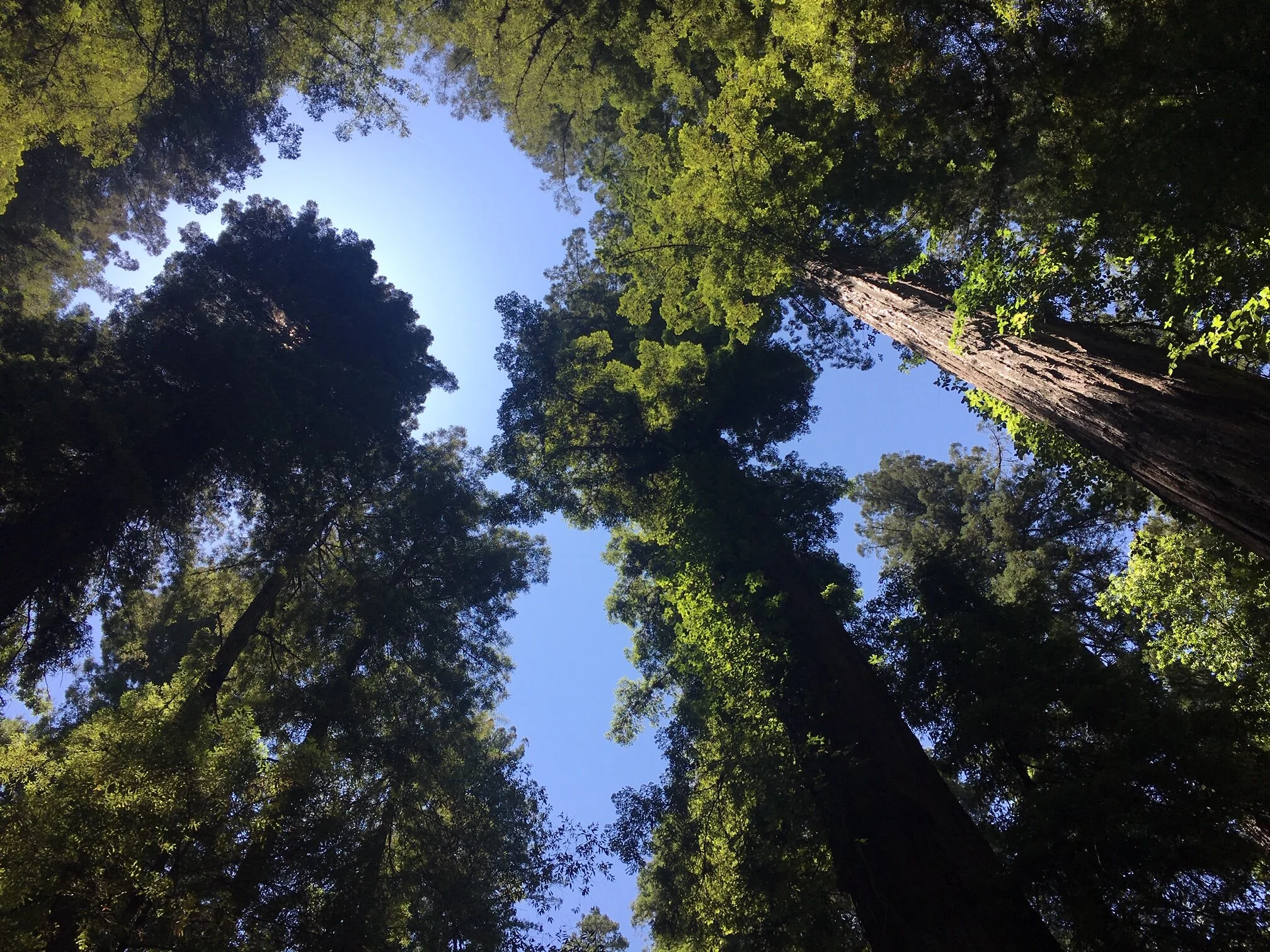 Nitzanim Shabbat Afternoon Redwood Stroll