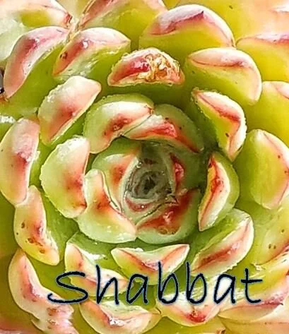 Shabbat with Reb Irwin  