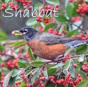 Shabbat with Reb Irwin