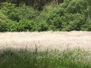 Letting Go: Conversations on Shmitah