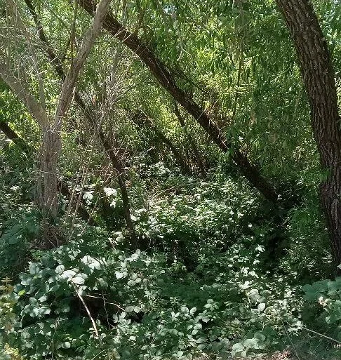 Ner Shalom Creek Walk . . . and Coffee