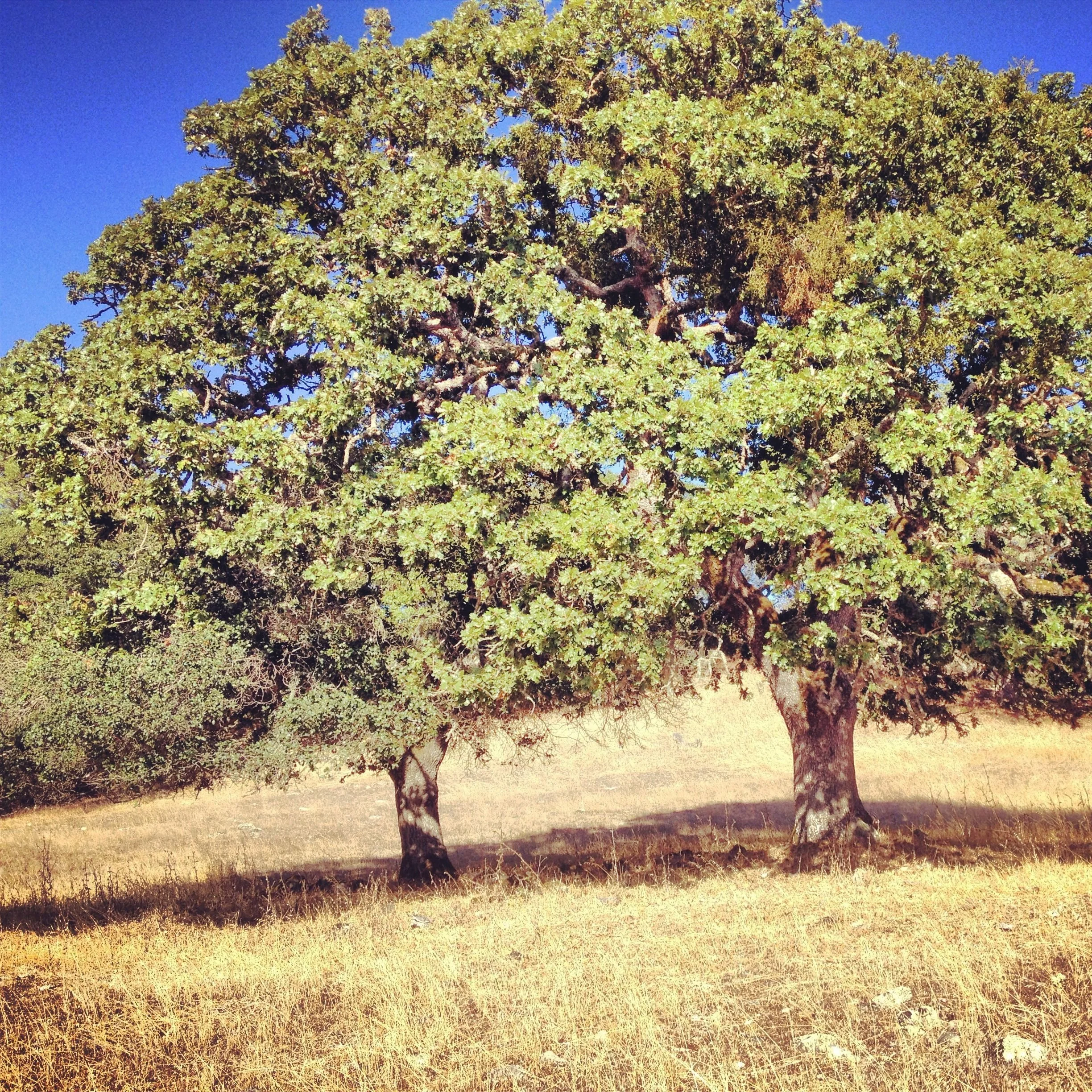 Tu Bishvat Shabbat and Seder