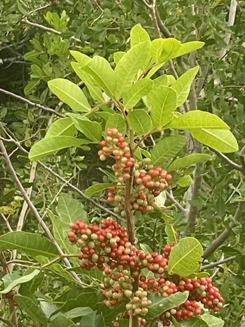 Split at the Root: Adrienne Rich and Jewish Identity (part 2 of 2)