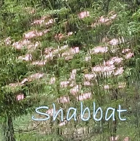 Shabbat with Rabbi Irwin 