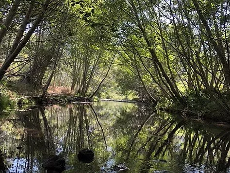 Creek with alder trees.jpg