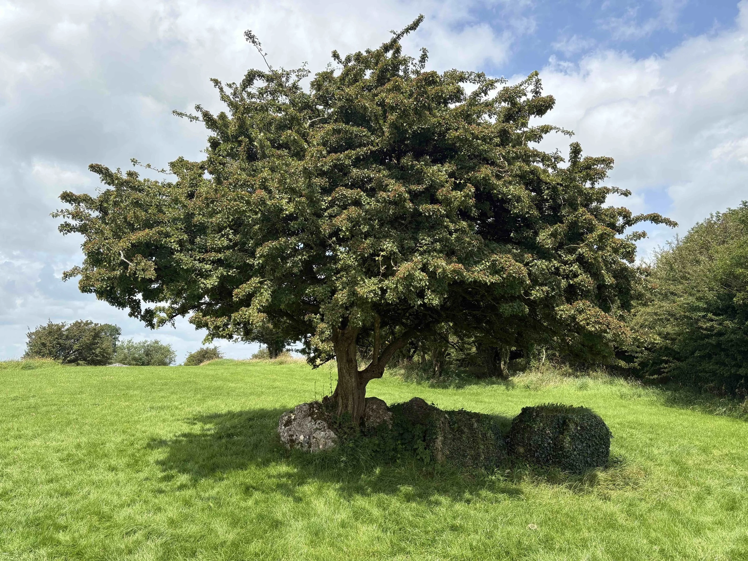 Tree Wisdom and the Rebirth of the World: A Tu Bishvat Ritual