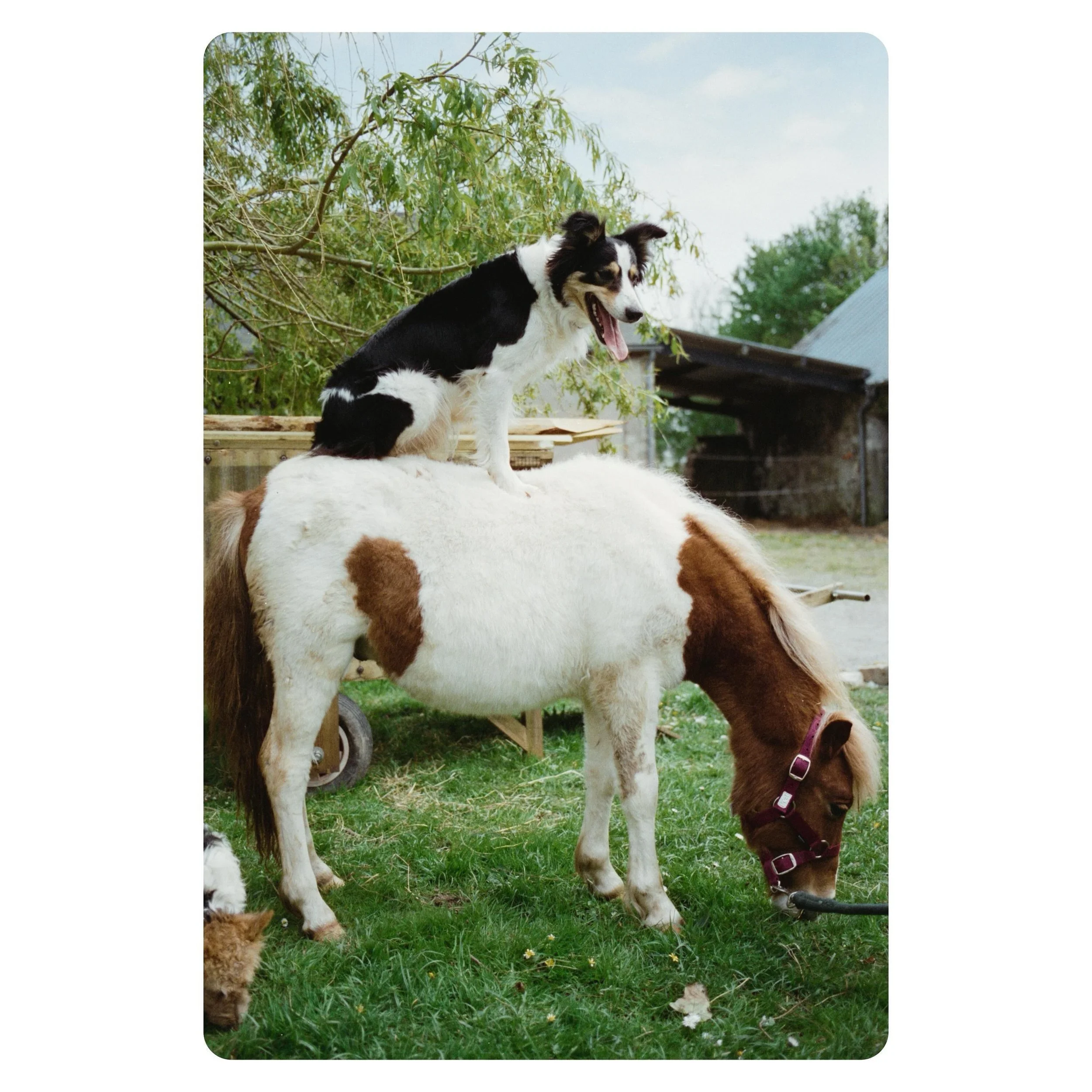 .
.
#filmphotography #analogphotography #kodak #france #normandie #cotentin #farm #farmlife #cinestill400d #cinestill #canoneos1n #canon #negativelabpro #dog #bordercollie