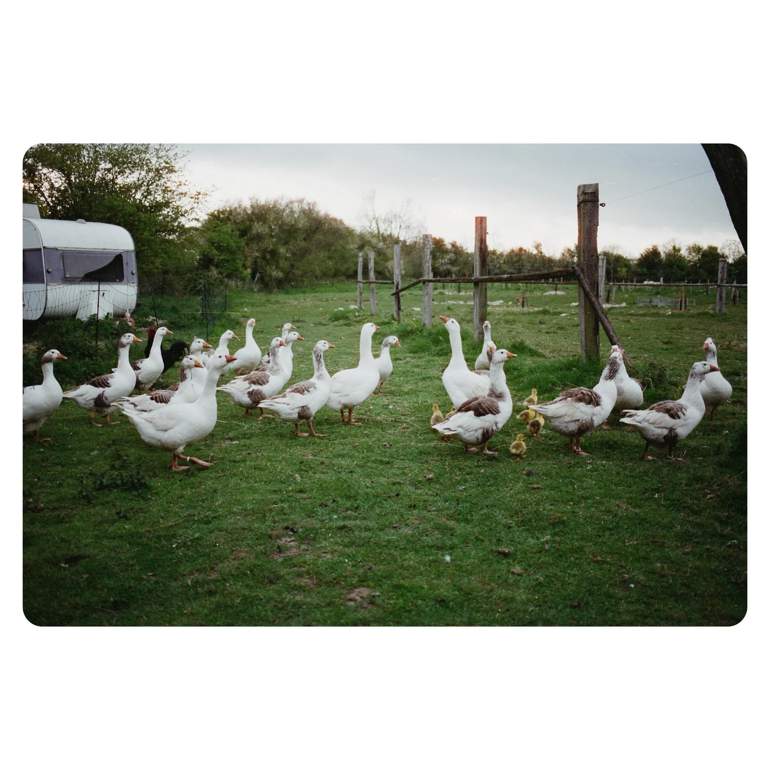.
.
#filmphotography #analogphotography #kodak #france #normandie #cotentin #farm #farmlife #cinestill400d #cinestill #canoneos1n #canon #negativelabpro #goose